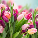 кнтп 8 марта 2026small